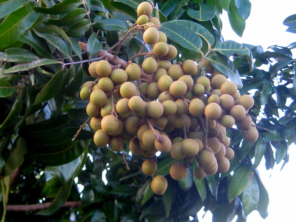 Longans